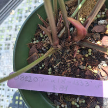 Load image into Gallery viewer, Anthurium Ace Of Spades X Papillilaminum exact plant, Fedex 2day*

