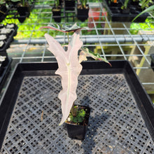 Load image into Gallery viewer, Alocasia Nobilis Pink variegated exact plant, Fedex 2day*
