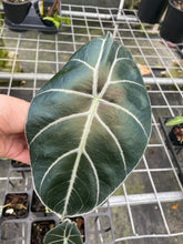 Load image into Gallery viewer, Alocasia Longiloba Grandis x Sanderiana 'Mark Campbell' 2.5" pot, Fedex 2day*

