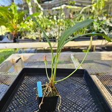 Load image into Gallery viewer, Anthurium Bakeri, Exact Plant Ships Nationwide
