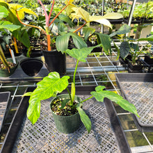 Load image into Gallery viewer, Philodendron Minarum 'Lime Fiddle' exact plant, Fedex 2day*
