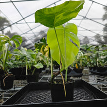 Load image into Gallery viewer, Monstera Borsigiana Aurea, Exact Plant Variegated Ships Nationwide
