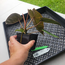 Load image into Gallery viewer, Philodendron Maximum , Exact Plant Ships Nationwide
