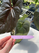 Load image into Gallery viewer, Anthurium Moodeanum, Exact Plant

