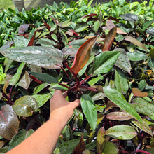 Load image into Gallery viewer, Philodendron Royal Queen 2.5" pot, Fedex 2day*
