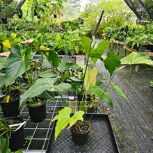 Load image into Gallery viewer, Anthurium Macrolobium, Exact Plant XXL flowering
