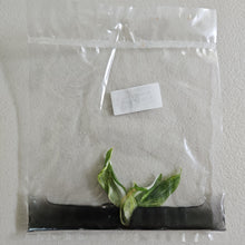 Load image into Gallery viewer, Philodendron White Wizard Aurea variegated tissue culture 2DayAir
