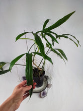Load image into Gallery viewer, Philodendron Holtonianum, Exact Plant X-Large
