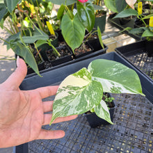 Load image into Gallery viewer, Monstera Borsigiana Albo Deliciosa, Exact Plant Variegated Ships Nationwide
