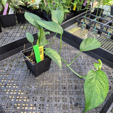Load image into Gallery viewer, Epipremnum Pinnatum Tricolor Mint, Exact Plant Variegated Ships Nationwide
