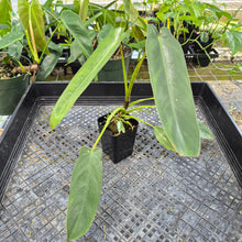 Load image into Gallery viewer, Philodendron Spiritus Sancti, Exact Plant Ships Nationwide
