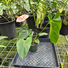 Load image into Gallery viewer, Anthurium Andraeanum Starlight Splash, Exact Plant, Speckled
