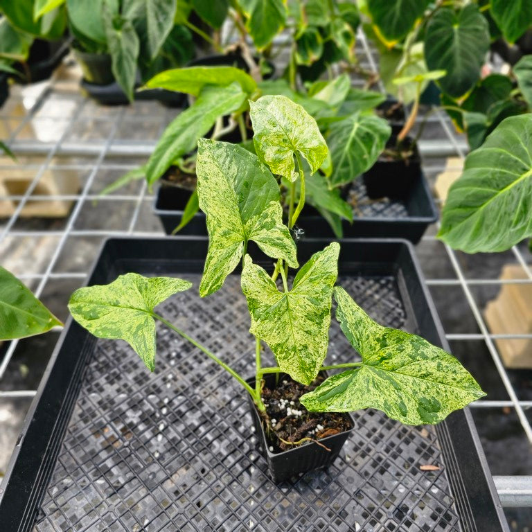 Syngonium Mojito, Exact Plant Variegated Ships Nationwide