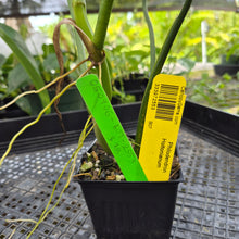Load image into Gallery viewer, Philodendron Holtonianum, Exact Plant Ships Nationwide
