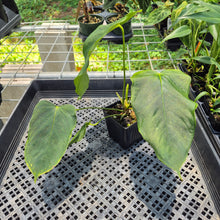 Load image into Gallery viewer, Anthurium Warocqueanum x Noid exact plant, Fedex 2day*
