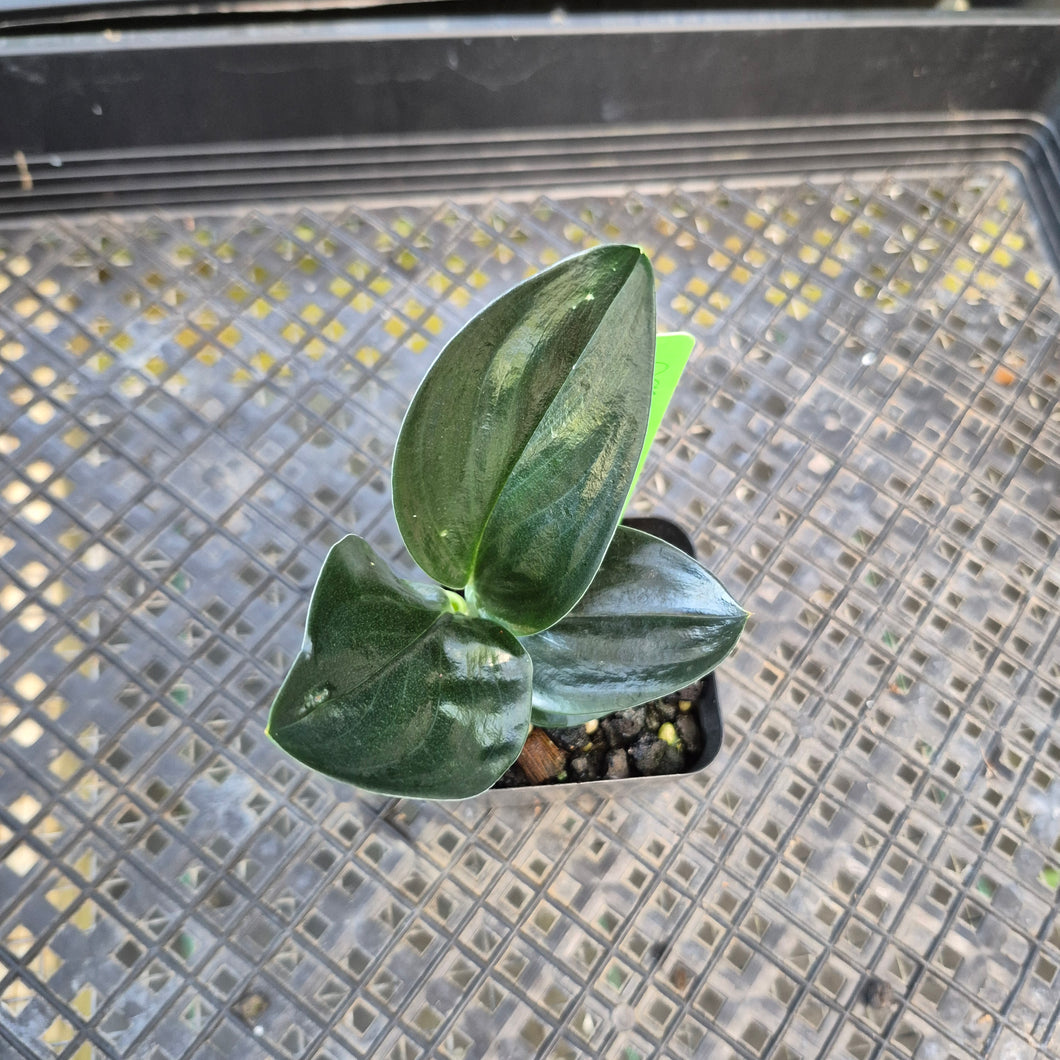 Scindapsus Treubii Dark Form, Exact Plant Ships Nationwide