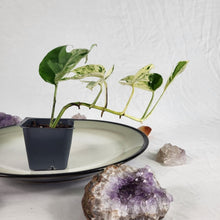 Load image into Gallery viewer, Epipremnum Pinnatum Marble Variegated 2.5" pot, Fedex 2day*
