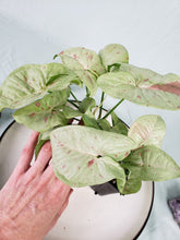 Load image into Gallery viewer, Milk Confetti, exact plant, double plant, variegated Syngonium, ships nationwide
