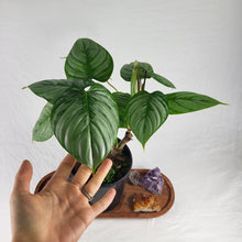 Load image into Gallery viewer, Philodendron Sodiroi True Form 6" pot, Fedex 2day
