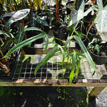 Load image into Gallery viewer, Philodendron Holtonianum, Exact Plant
