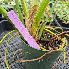 Load image into Gallery viewer, Philodendron Giganteum Blizzard Variegated exact plant, Fedex 2day*
