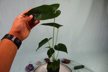 Load image into Gallery viewer, Anthurium Decipiens, 4&#39;&#39; pot, Ships Nationwide
