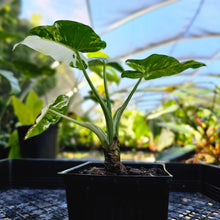 Load image into Gallery viewer, Alocasia Odora, Okinawa Silver, Exact Plant Variegated
