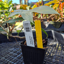 Load image into Gallery viewer, Philodendron Florida Ghost, Exact Plant Ships Nationwide
