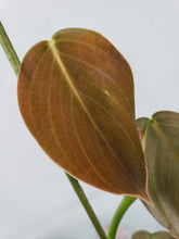 Load image into Gallery viewer, Gigas, exact plant, Philodendron, ships nationwide
