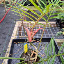 Load image into Gallery viewer, Philodendron Tortum, Exact Plant Ships Nationwide
