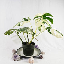 Load image into Gallery viewer, Monstera Borsigiana Albo Deliciosa, Exact Plant Variegated Ships Nationwide
