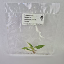 Load image into Gallery viewer, Philodendron Gloriosum variegated tissue culture 2DayAir

