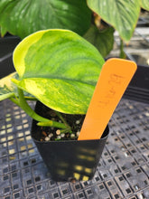 Load image into Gallery viewer, Scindapsus Jade Satin Aurea, Exact Plant Variegated Ships Nationwide
