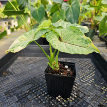 Load image into Gallery viewer, Syngonium Mango Allusion, Orm Thong, Exact Plant Variegated Ships Nationwide
