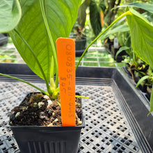 Load image into Gallery viewer, Anthurium Warocqueanum x Noid exact plant, Fedex 2day*

