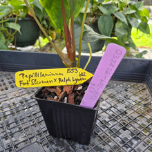 Load image into Gallery viewer, Anthurium Papillilaminum Fort Sherman X Ralph Lynam, Exact Plant Ship Nationwide
