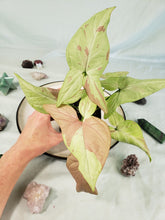 Load image into Gallery viewer, Syngonium Strawberry Milk Variegated 4&quot; pot, ships nationwide
