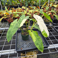 Load image into Gallery viewer, Philodendron Jose Buono, Exact Plant Variegated Ships Nationwide
