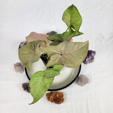 Load image into Gallery viewer, Syngonium Pink Spot, Exact Plant Variegated Ships Nationwide
