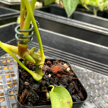 Load image into Gallery viewer, Anthurium Papillilaminum Fort Sherman, Exact Plant Ships Nationwide
