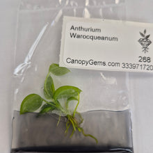 Load image into Gallery viewer, Anthurium Warocqueanum tissue culture 2DayAir
