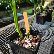 Load image into Gallery viewer, Monstera Adansonii Aurea, Exact Plant Variegated Ships Nationwide
