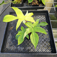 Load image into Gallery viewer, Philodendron Florida Ghost, Exact Plant Ships Nationwide
