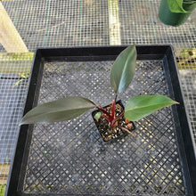 Load image into Gallery viewer, Philodendron Royal Queen, Exact Plant Ships Nationwide
