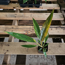 Load image into Gallery viewer, Philodendron Caramel Marble, Exact Plant Variegated Ships Nationwide
