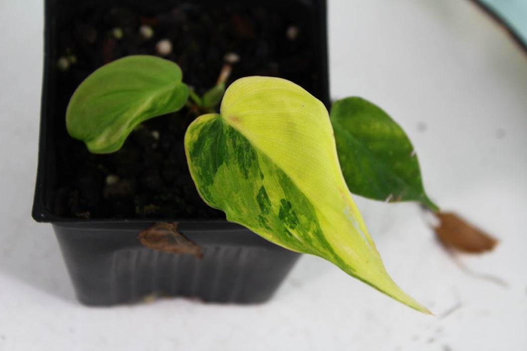 Variegated Philodendron Hederaceum Micans Aurea Exact Plant Ships nationwide