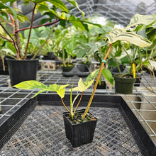 Load image into Gallery viewer, Philodendron Florida Beauty, Exact Plant Variegated Ships Nationwide
