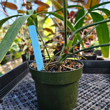 Load image into Gallery viewer, Anthurium Polydactylum, Exact Plant 6&quot; Ships Nationwide
