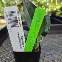 Load image into Gallery viewer, Scindapsus Treubii Dark Form, Exact Plant Ships Nationwide
