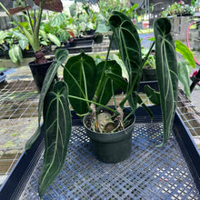 Load image into Gallery viewer, Anthurium Warocqueanum, Queen, Exact Plant 2 top plant
